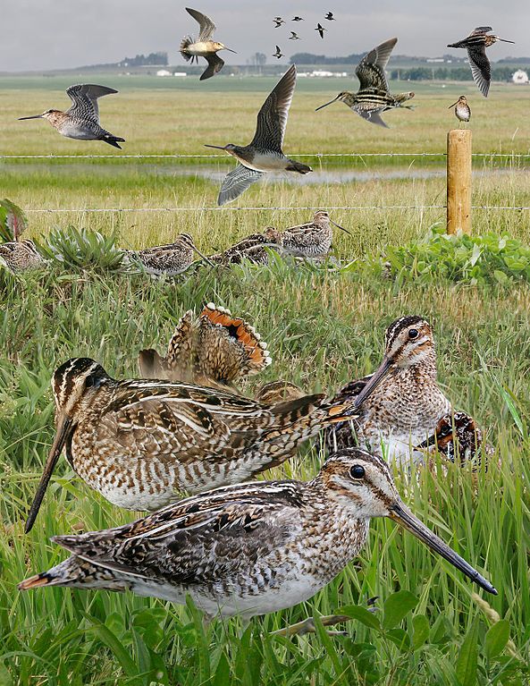 Wilson's_Snipe_from_The_Crossley_ID_Guide_Eastern_Birds