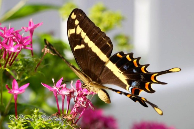 Bahama Swallowtail, Abaco (Rhonda Pearce) 1