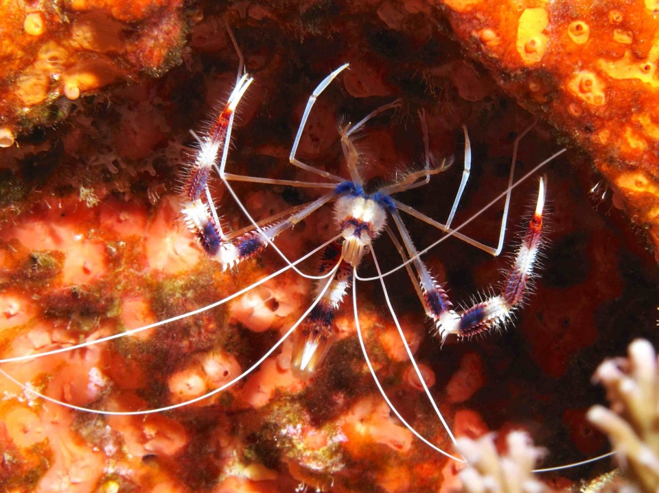 Banded Coral Shrimp (Alexander Vasenin) a