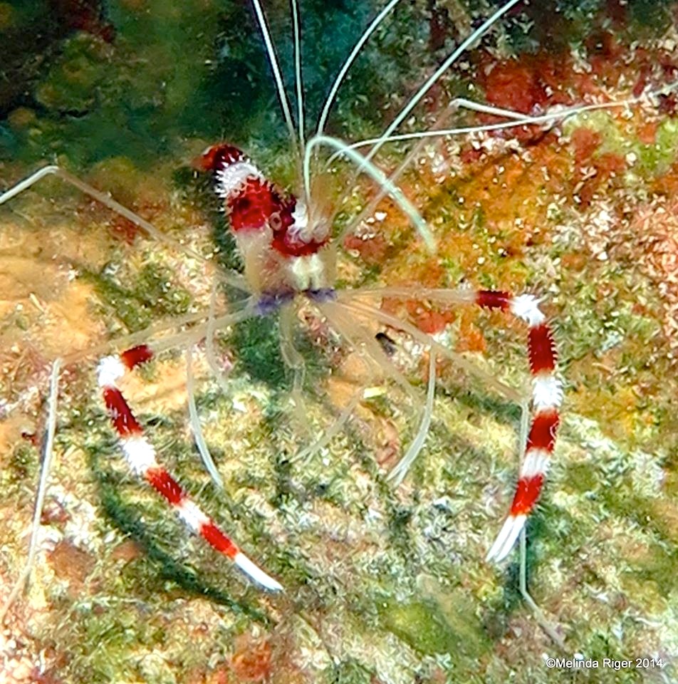 Banded Coral Shrimp ©Melinda Riger @ G B Scuba copy 2