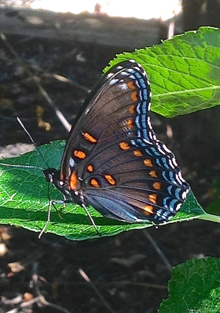 Red-spotted Purple Butterfly, Abaco (Selah Vie)