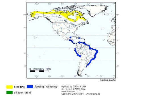 Semipalmated Sandpiper distribution map (Avibirds.com)