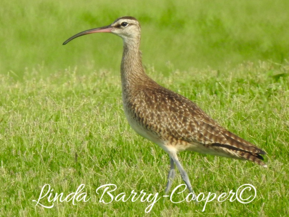 Whimbrel, West End, Grand Bahama 1 Sep 2015 (Linda Barry Cooper)