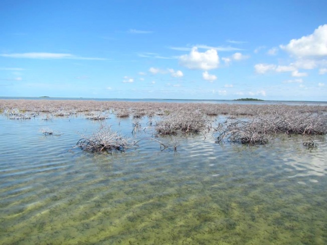 Mangrove Die-back 1 (Abaco Scientist : Ryann Rossi)