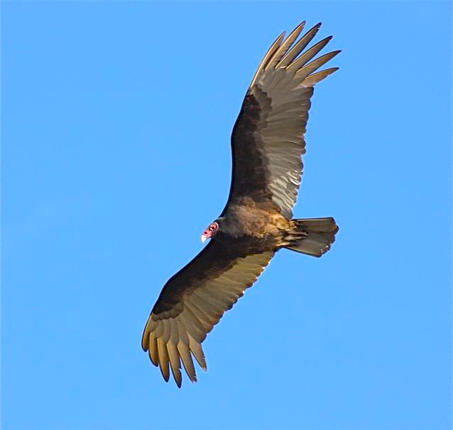 Turkey Vulture, Abaco (Bruce Hallett)