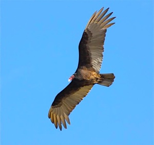 Turkey Vulture, Abaco - Bruce Hallett