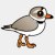 piping-plover