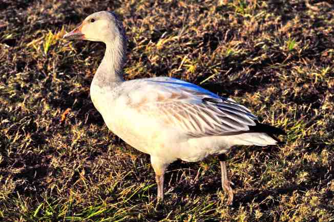 Snow Goose, Abaco (Tony Hepburn) sm2