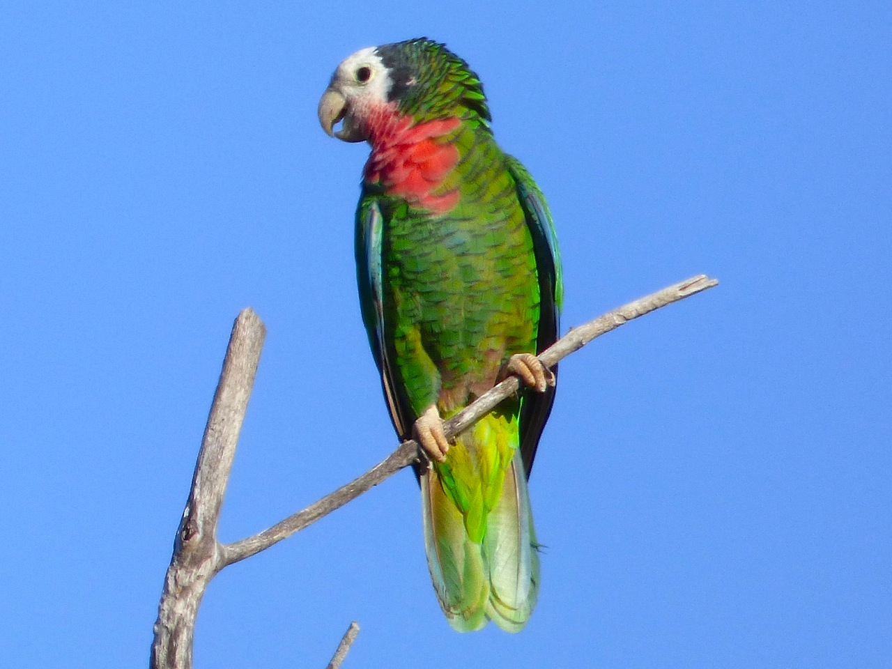 Abaco Parrot (Keith Salvesen)