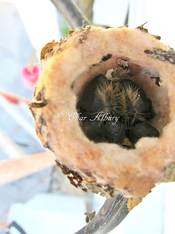Bahama Woodstar nest with hatchlings, Abaco (Charmaine Albury)