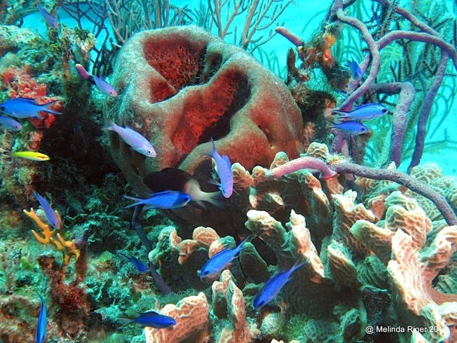 Blue Chromis & Coral ©Melinda Riger @ GB Scuba