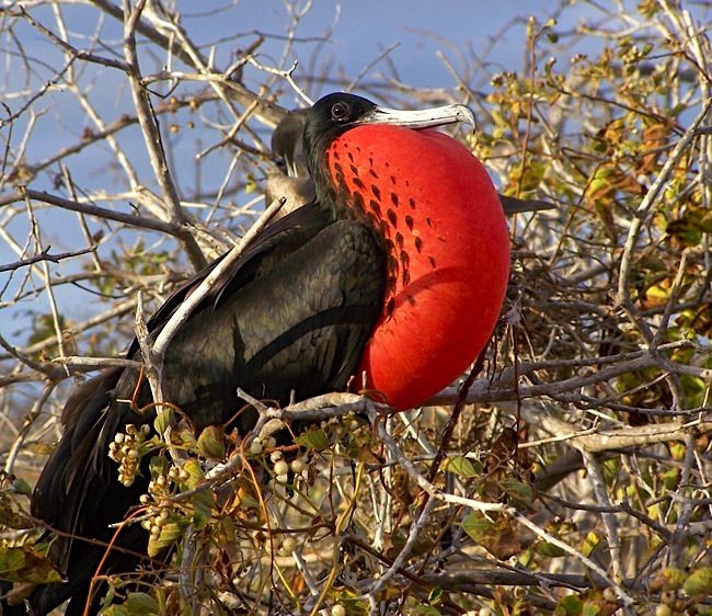 Magnificent Frigatebird (inflated-throat) (Michael Vaughan)