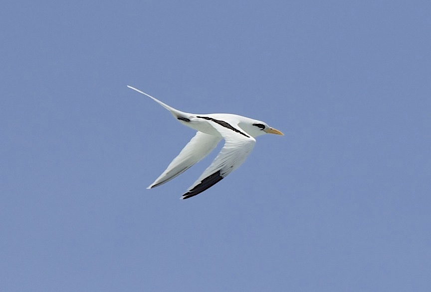 White-tailed Tropicbird, Abaco (Alex Hughes)