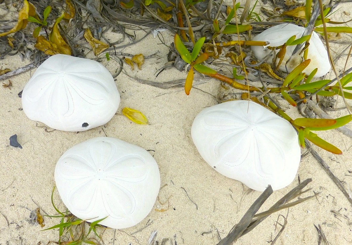 Sea Biscuits, Delphi, Abaco (Clare Latimer)