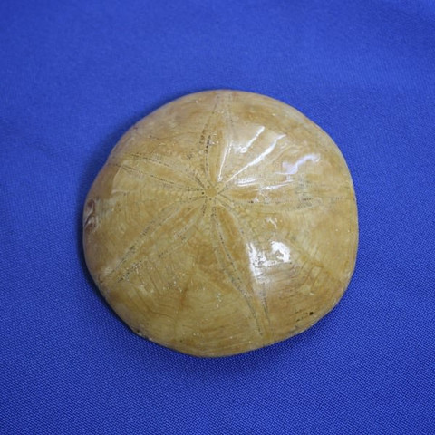Sea biscuit from Madagascar (OS)