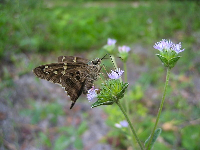 Long-tailed_Skipper_Butterfly_(Urbanus_proteus)_1 (Jonathan Zander Wiki)