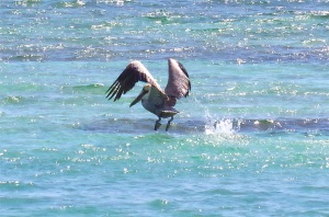 Pelican Dive, Sandy Point Abaco (Keith Salvesen) 07