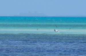 Pelican Dive, Sandy Point Abaco (Keith Salvesen) 13