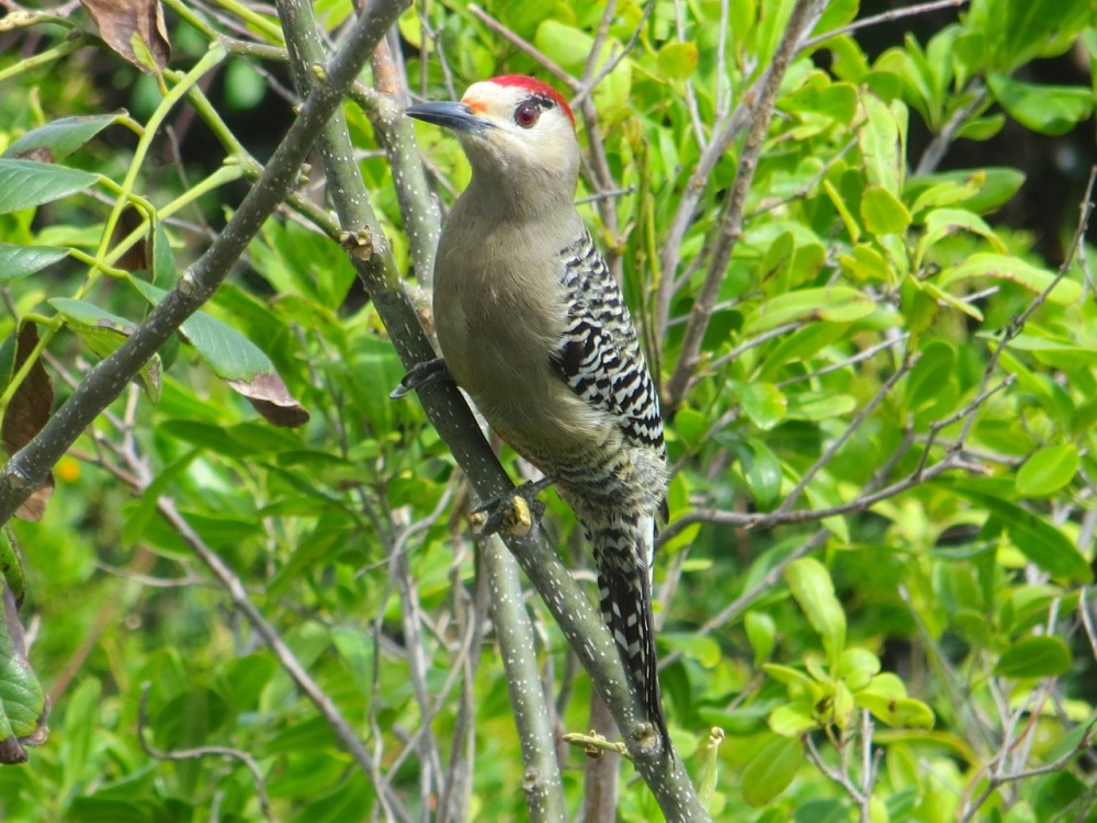 West Indian Woodpecker, Delphi, Abaco (Keith Salvesen)3