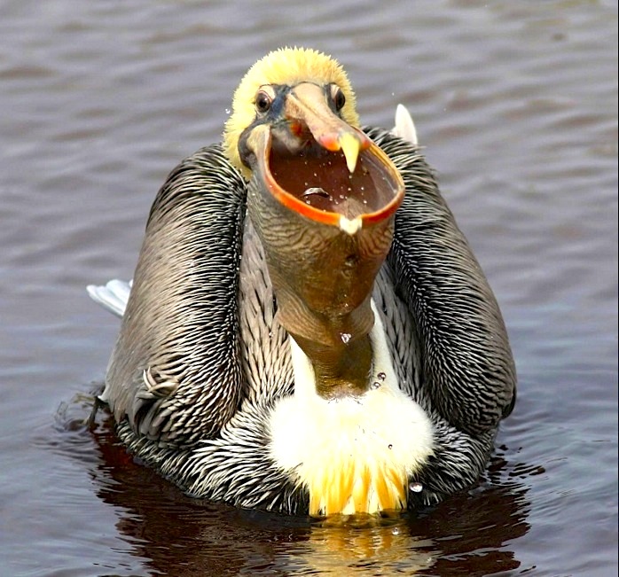 Brown Pelican fishing (Phil Lanoue)