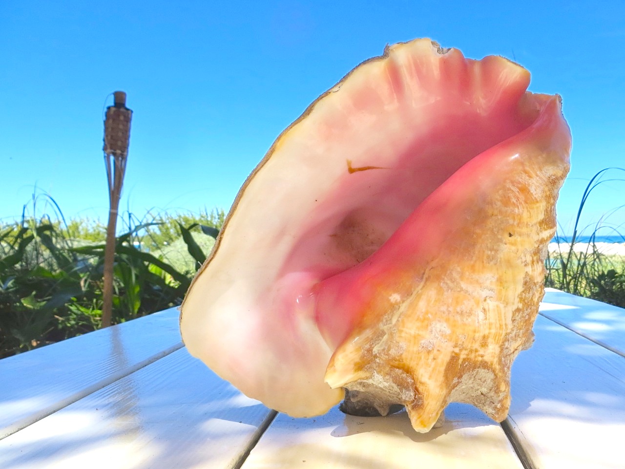 Conch Shells, Sandy Point, Abaco