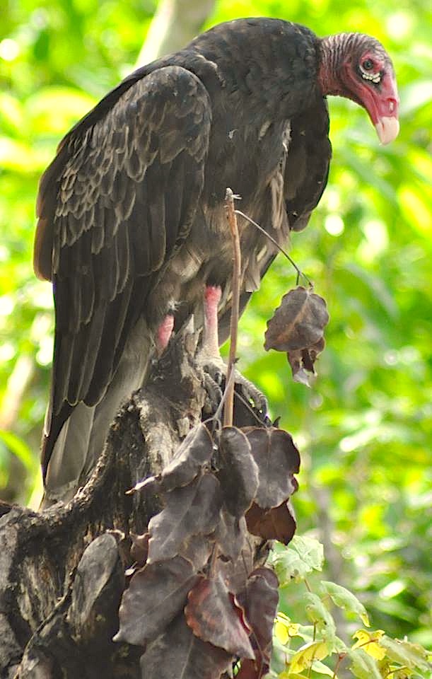 Turkey Vulture, Lubbers Quarter, Abaco (Larry Towning)