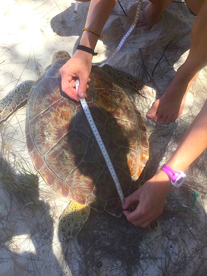 Turtle measuring project, Abaco