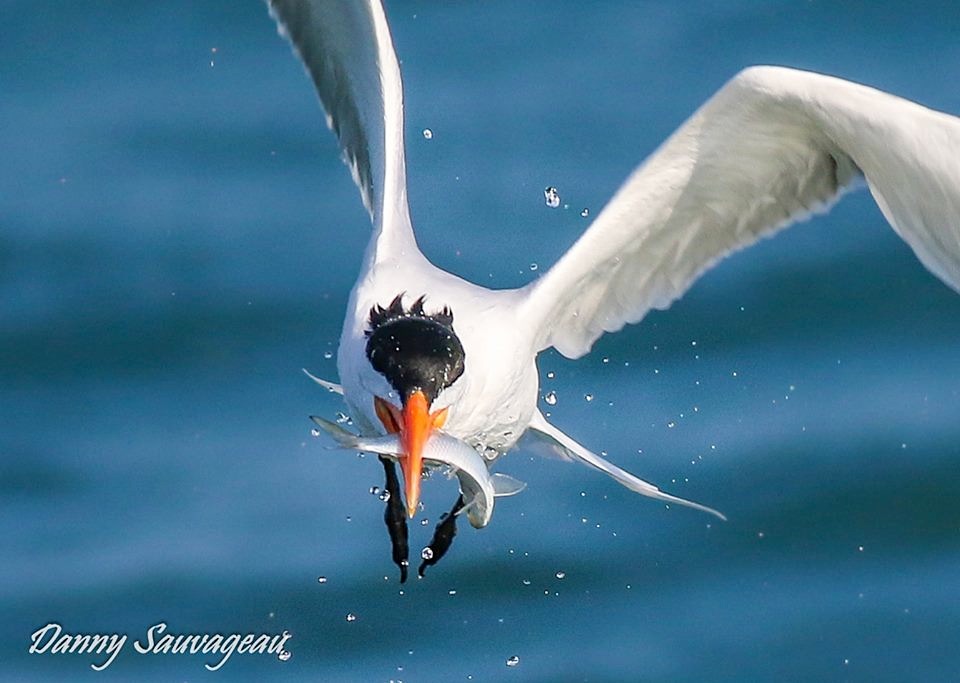 Royal Tern diving for fish (Danny Sauvageau)