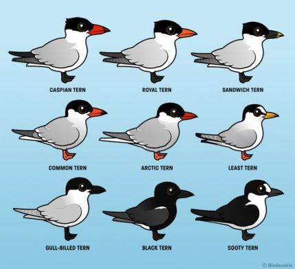 Birdorable: Tern Species 