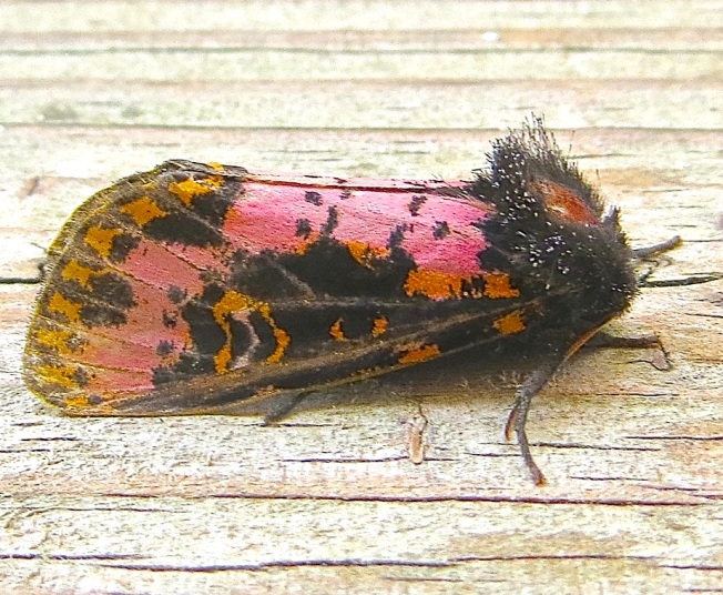 xanthopastis-spanish-moth-abaco-bahamas-2
