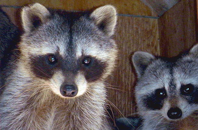 raccoons-nassau-bahamas-weekly