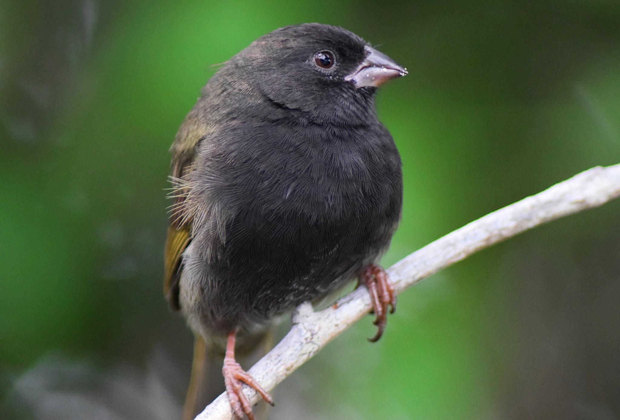 Black-faced Grassquit (m) Lubbers Quarters, Abaco (Larry Towning).jpg