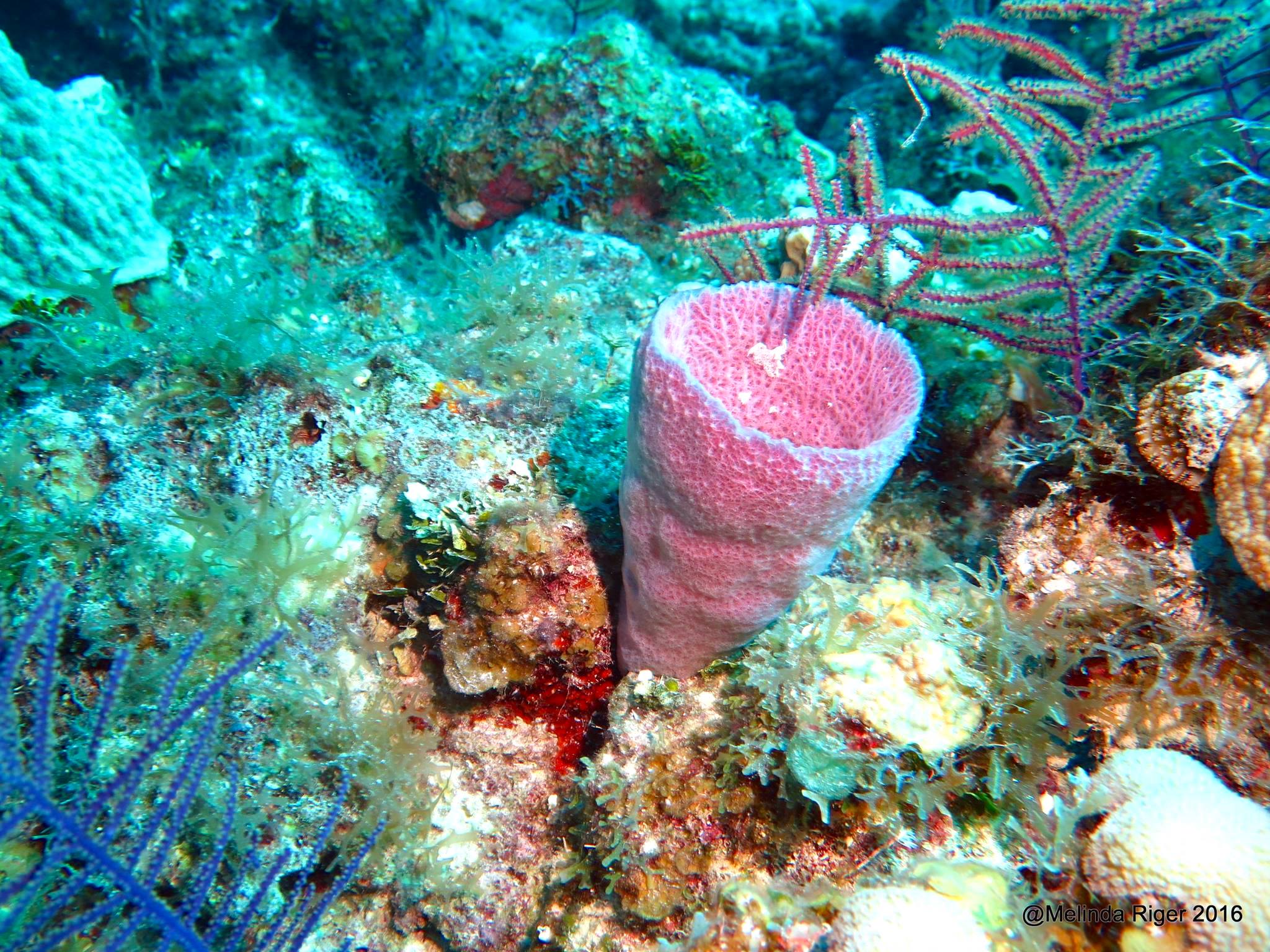 vase-sponge- pink-melinda-riger-gb-scuba