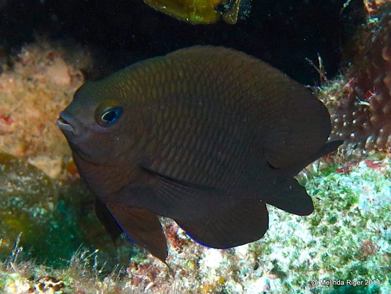 Dusky damselfish, Bahamas (Melinda Riger)