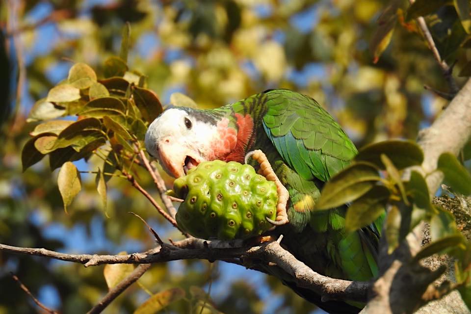 Cuban parrot, Nassau / New Providence (Melissa Maura)
