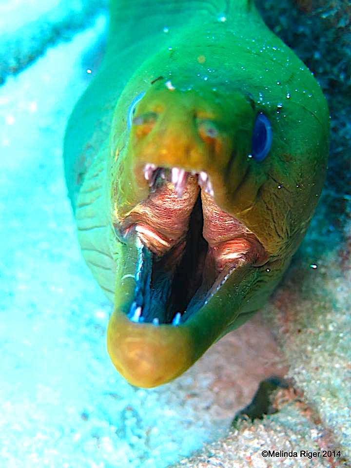 Green Moray Eel (Melinda Riger / Grand Bahama Scuba)