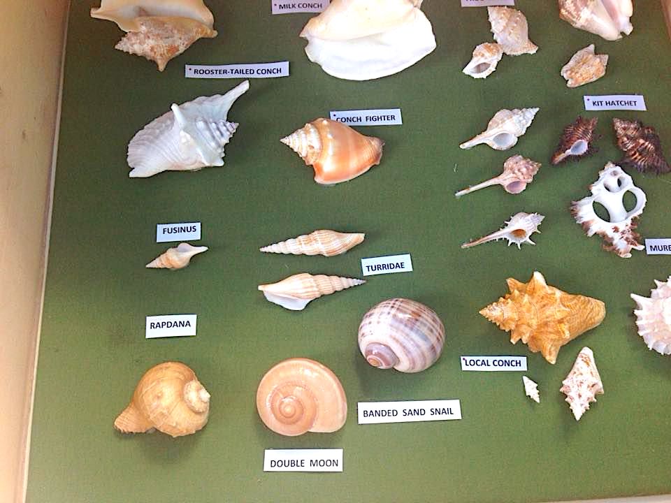 Cherokee Shell Museum, Abaco Bahamas / Gifts from the Sea / Cinder Pinder