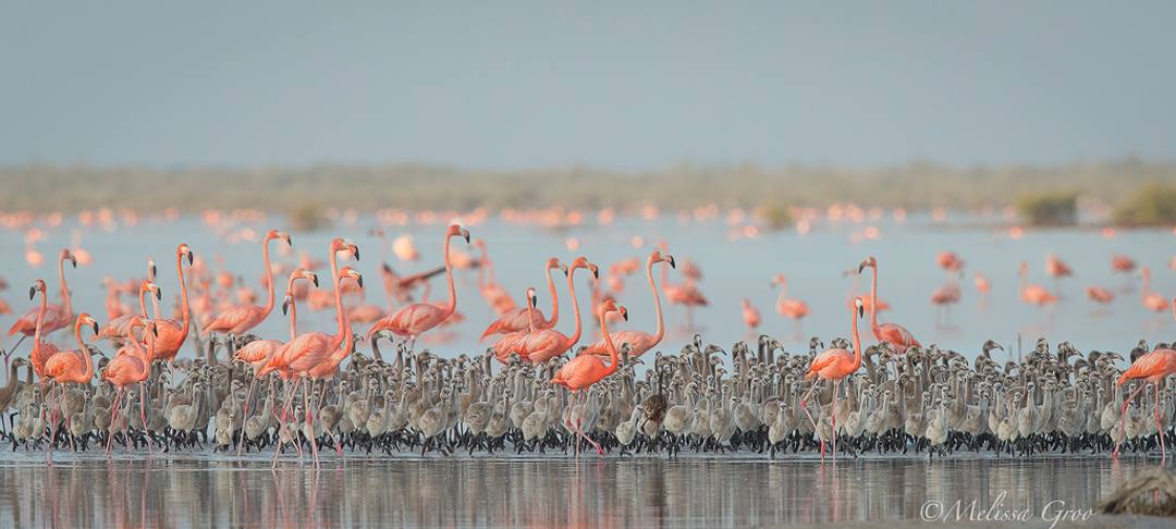 Flamingos & chicks, Inagua National Park (Melissa Groo / BNT)