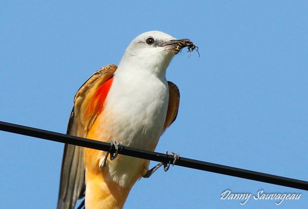 Scissor-tailed Flycatcher - Danny Sauvageau