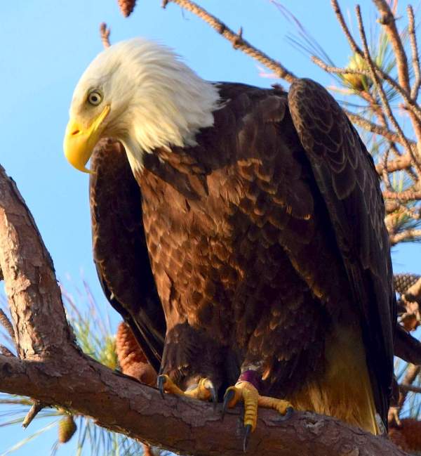 Bald Eagle - Poquoson, Virginia - Brian Lockwood 
