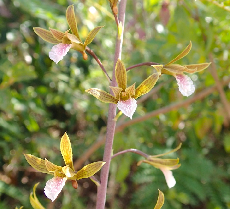 Orchid Eulophia graminea, Abaco, Bahamas (Lucy Davies)