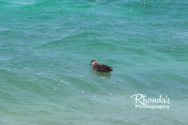 Audubon's Shearwater - part of a die-back event on Abaco (Rhonda Pearce)