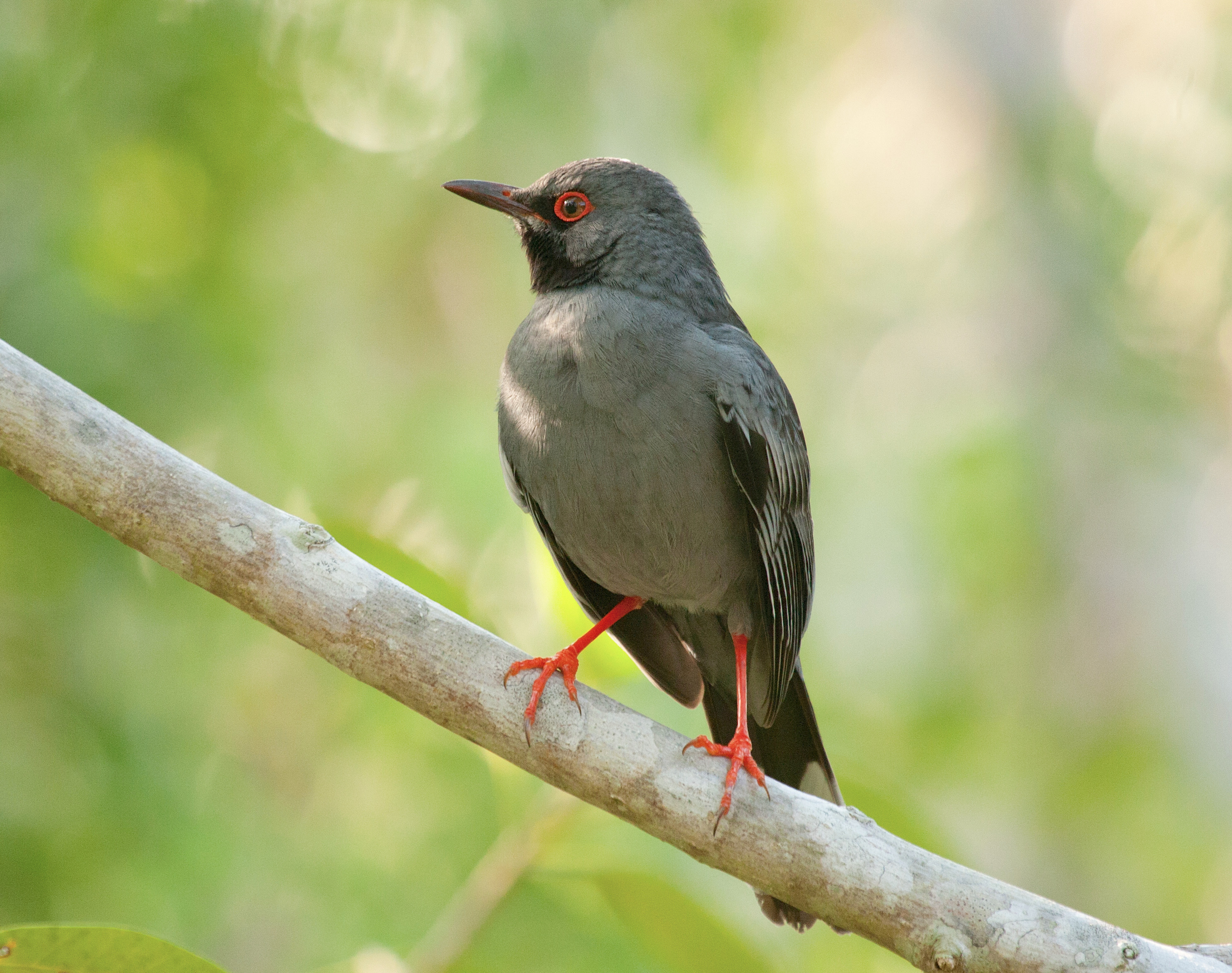 Red-legged Thrush, Abaco, Bahamas (Erik Gauger)
