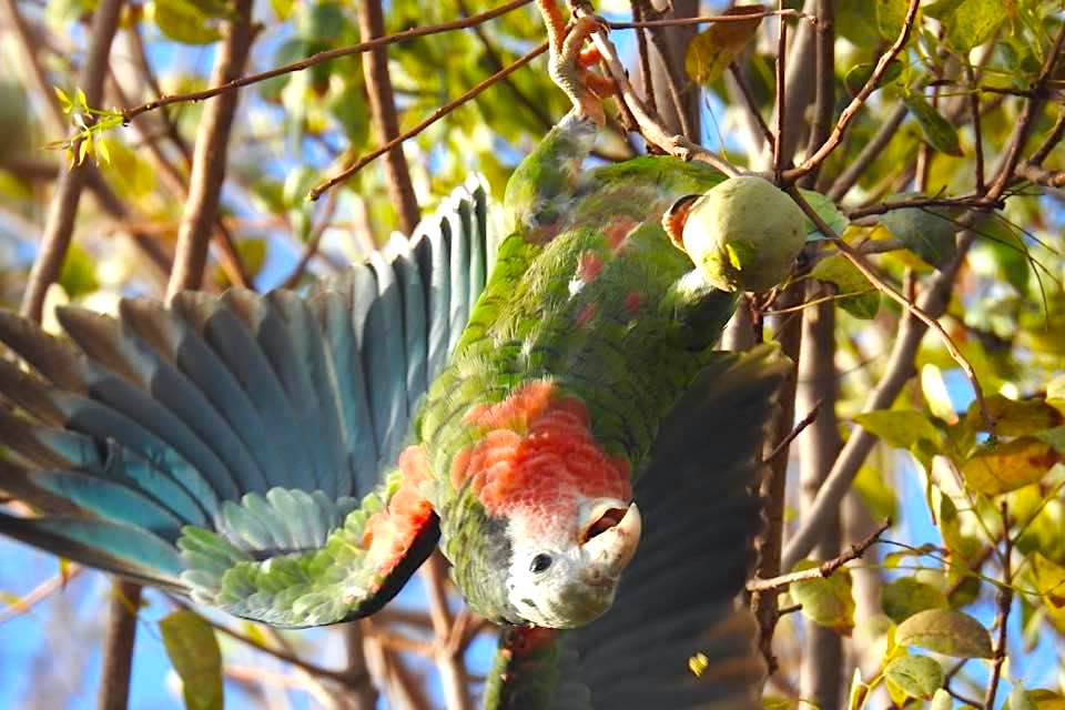 Abaco (Cuban) Parrots, Bahamas (Melissa Maura)