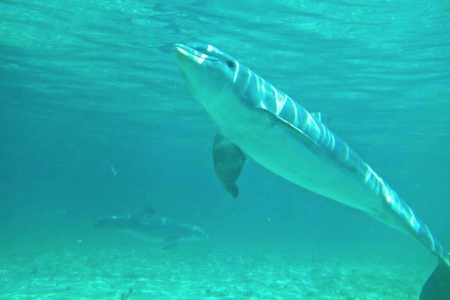 Atlantic Spotted Dolphin, Bahamas (BMMRO)
