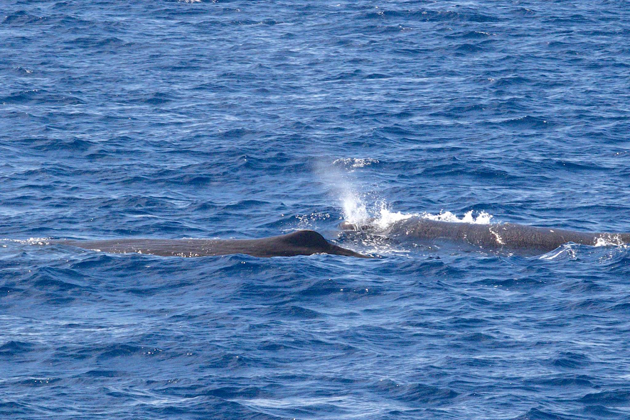Sperm Whales, Bahamas (BMMRO)