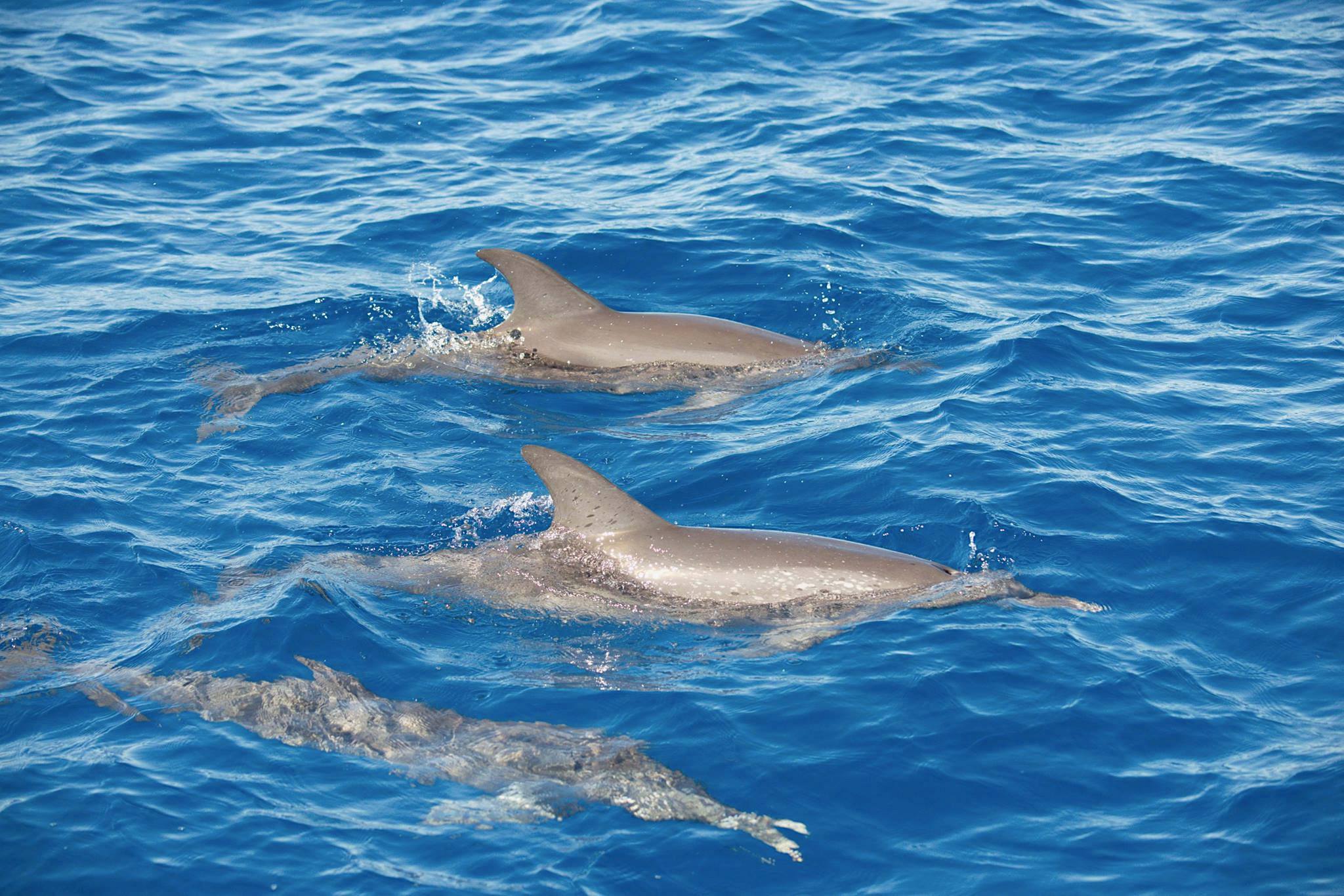 Atlantic Spotted Dolphins, Bahamas (BMMRO)