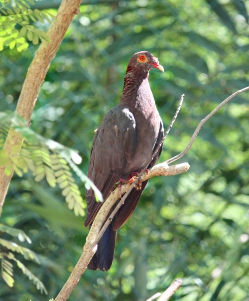 Scaly-necked pigeon (postdlf wiki)