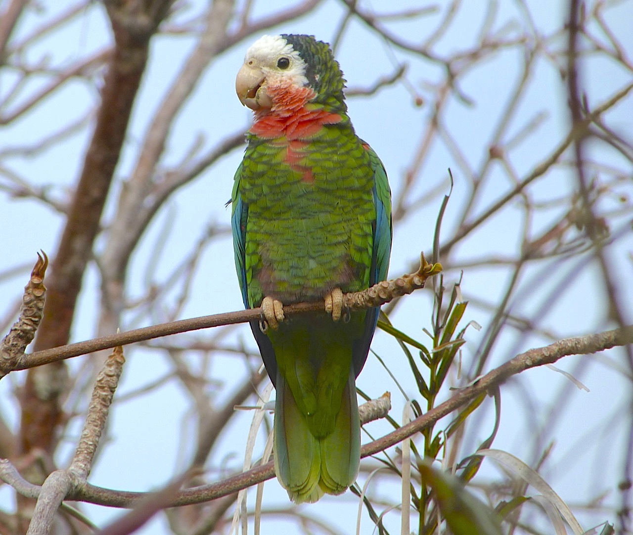 Abaco (Cuban) Parrot, Bahamas (Keith Salvesen)