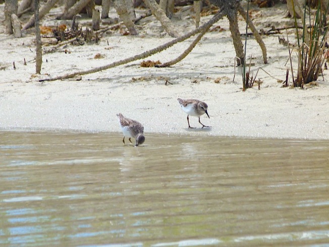 Least Sandpipers Calidris minutilla, Abaco Bahamas (©Keith Salvesen)